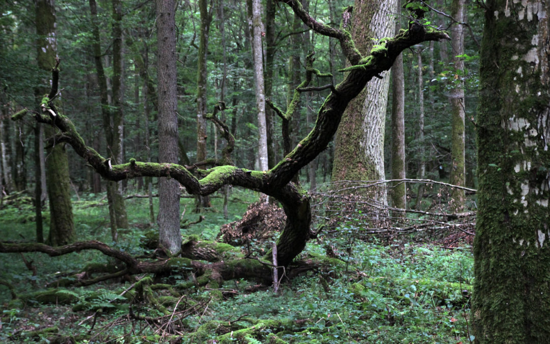 Białowieża: the story and science behind the legal battle to save Europe’s last primeval forest