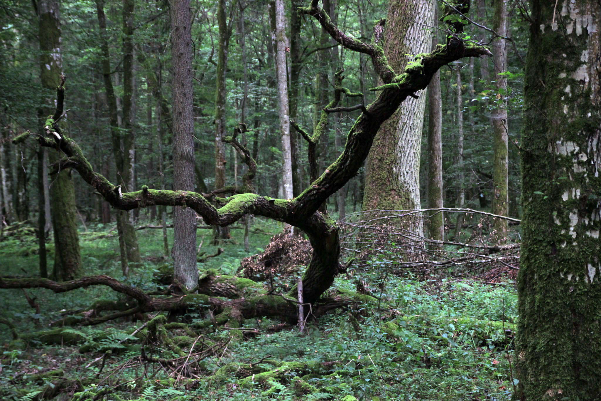 Białowieża Forest State of Conservation of “Białowieża Forest” - UNESCO World