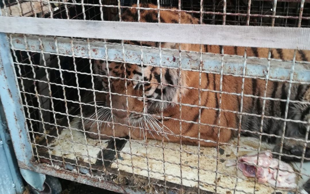 Tigers detained on Poland-Belarus border: one dead, race against time to save the others