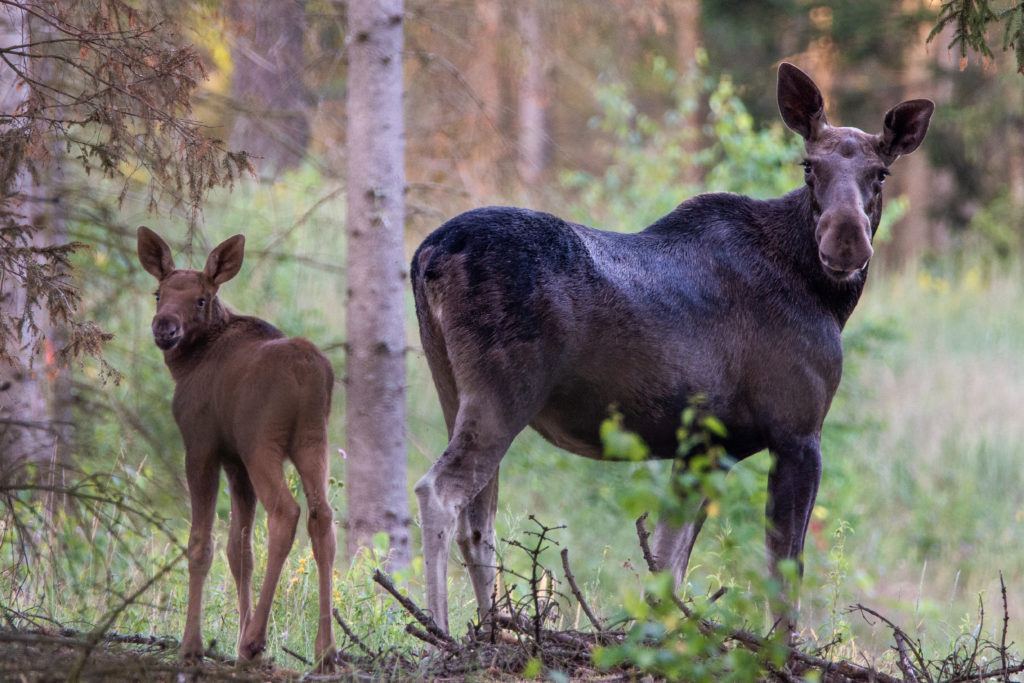 The stunning wildlife of Poland's Białowieża Forest in pictures | Notes  From Poland