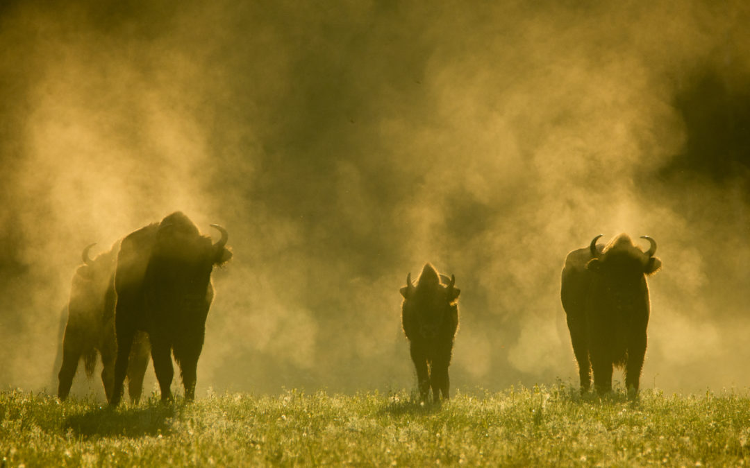 The stunning wildlife of Poland’s Białowieża Forest in pictures