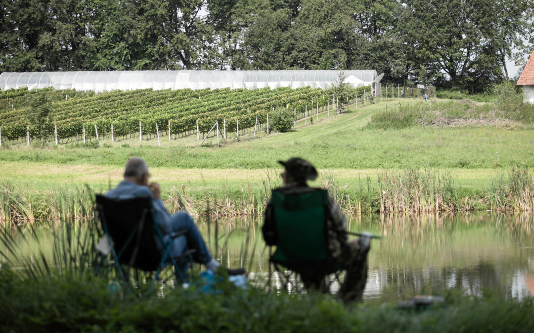 Global warming could benefit Polish wine industry