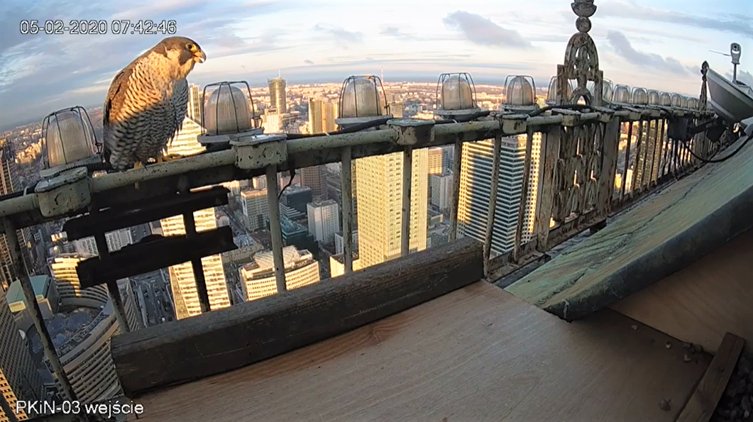 Rare peregrine falcons raising chicks in nest on 43rd floor of Poland’s tallest building