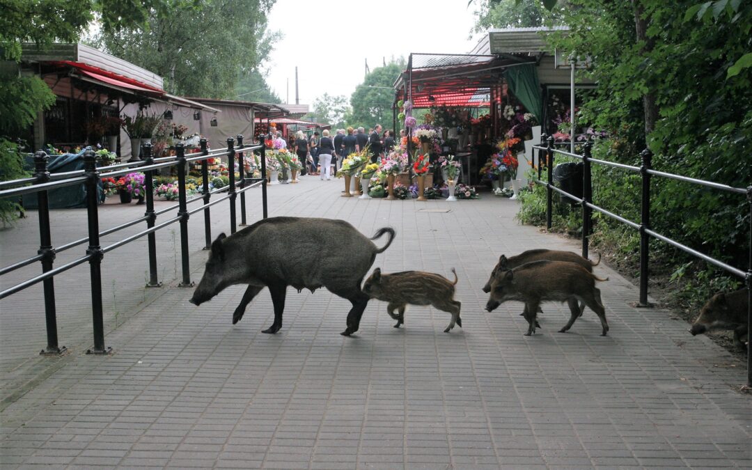 “They no longer just migrate, they live here now”: Polish city deals with booming boar numbers