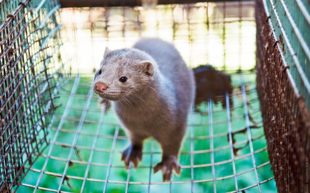 Secret filming on Polish fur farm reveals alleged abuse as ruling party proposes ban on industry