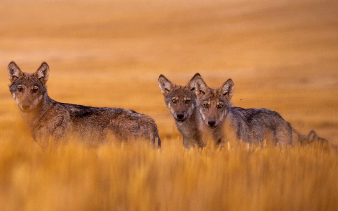 Wolves return to forests around Warsaw 50 years after being culled to near extinction