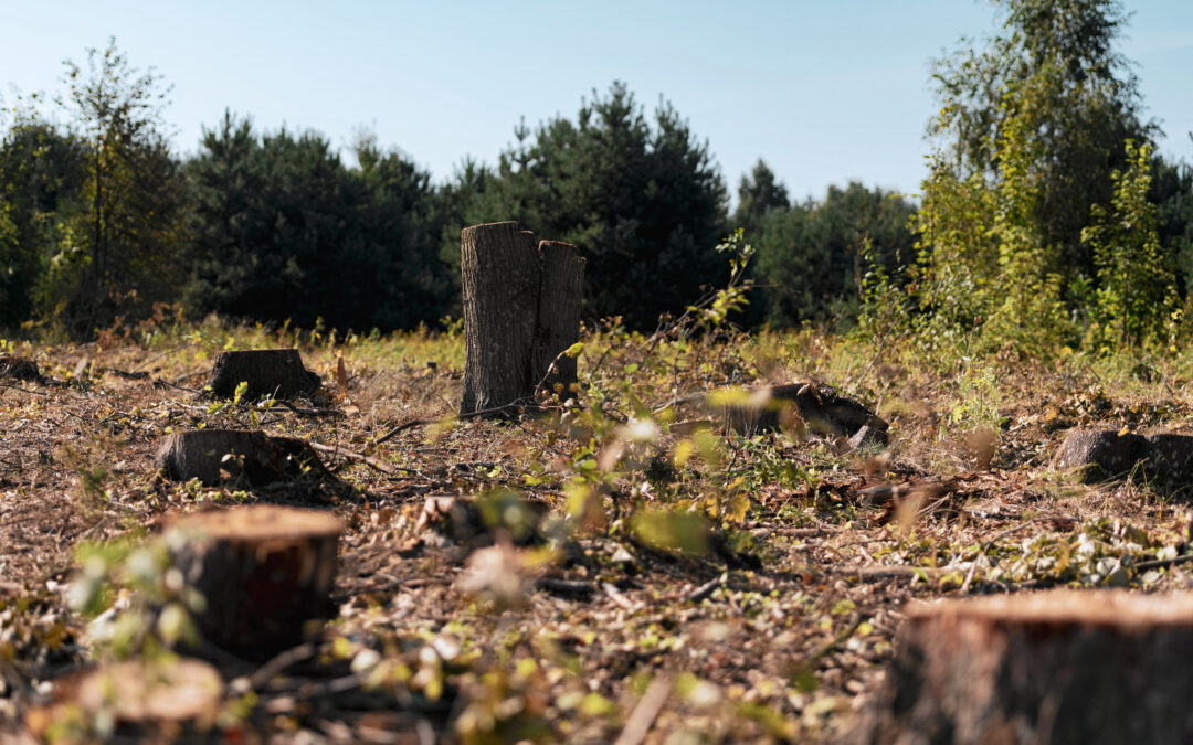 Poland’s war on trees