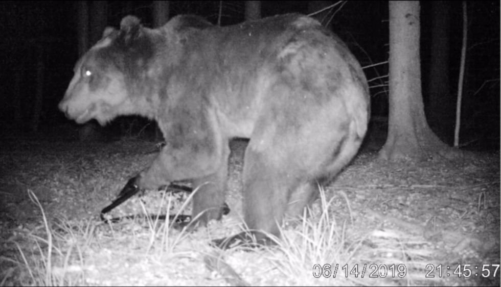 First bear sighting in Poland’s Białowieża Forest since WW2 raises hopes for return of species