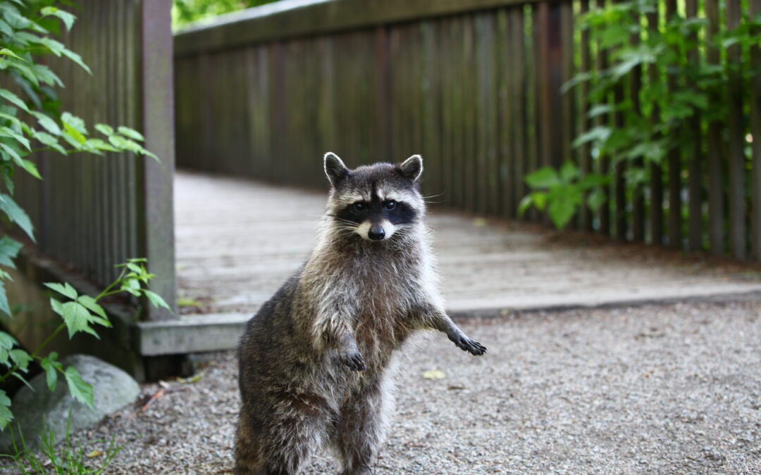 First racoon sighted in Warsaw, prompting fears that “alien predator” could cause havoc