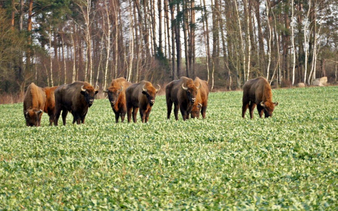 Poland’s bison removed from endangered list but 16 bird species have disappeared from the country