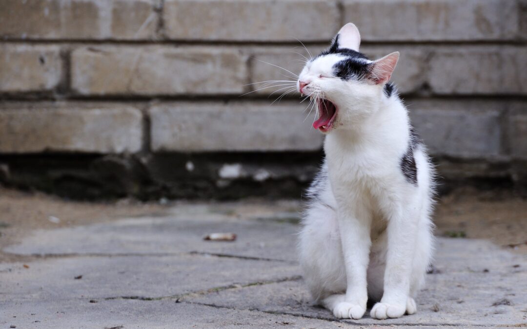 Warsaw spends €350,000 a year feeding its free-roaming cats