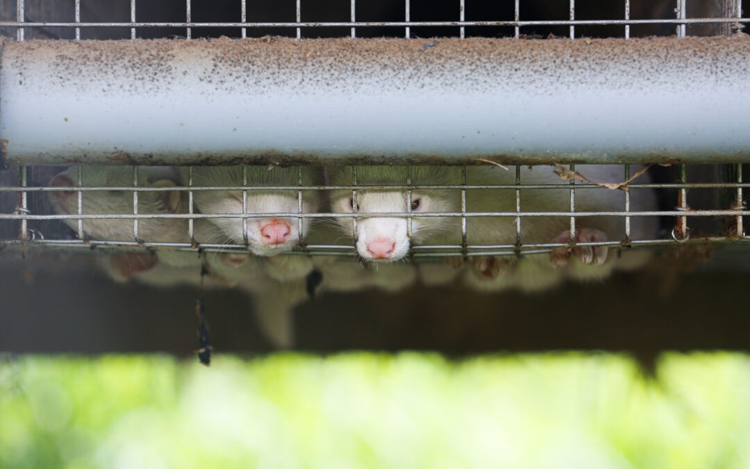 Poland orders cull at fur farm with country’s first mink coronavirus case