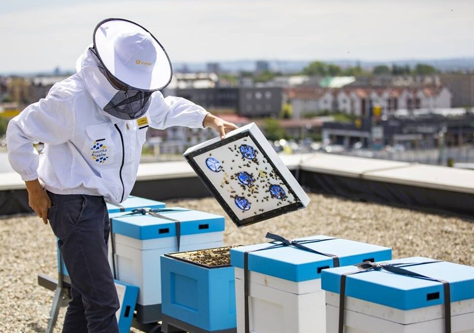Boom in rooftop urban beehives in Polish cities