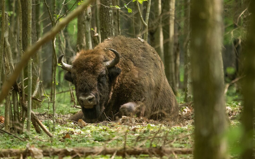 Polish village mayor accused of killing protected bison and trying to sell head as trophy