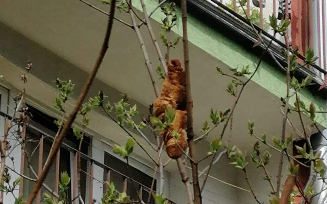 Mystery tree “creature” reported to animal services actually a croissant