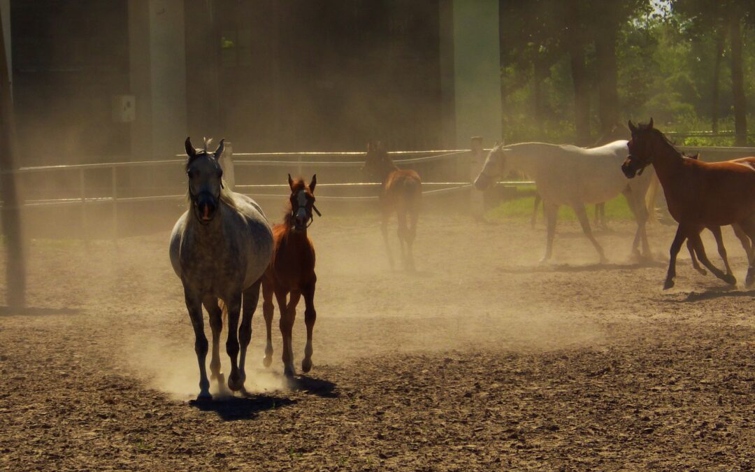 Polish diplomats seek return of prize-winning horse loaned to Saudi Arabia