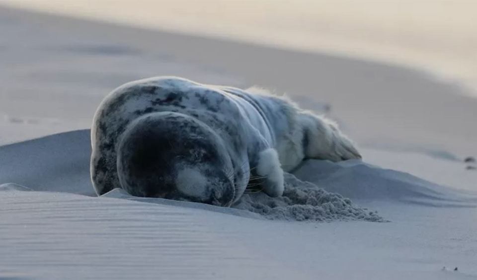 Record number of dead seals found on Poland’s Baltic coast