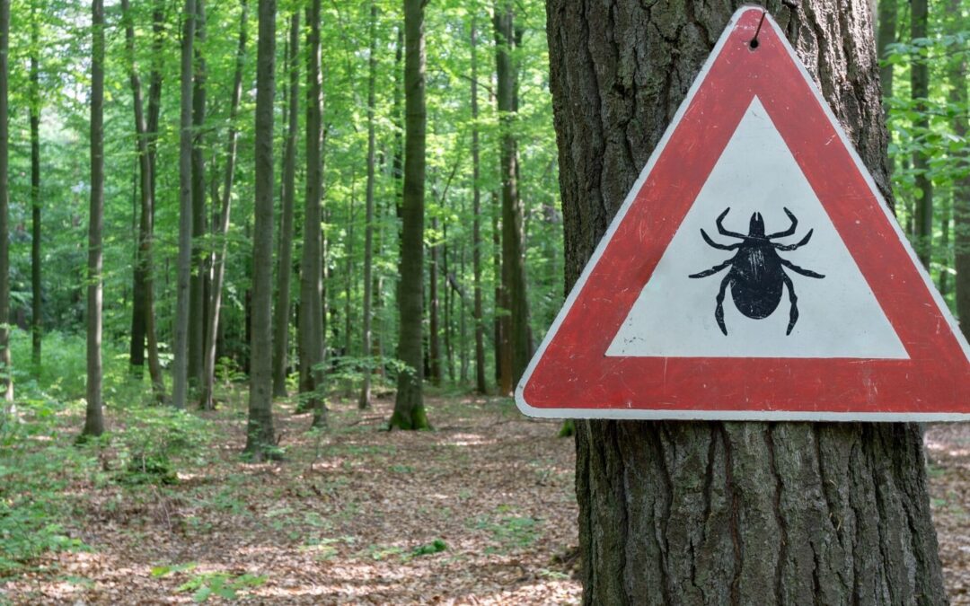 Lyme disease on the rise in Poland as warming climate makes ticks more prevalent