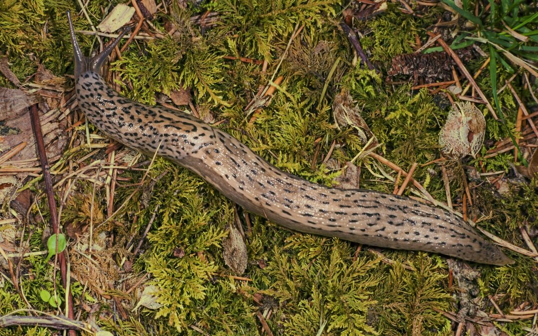 Polish national park warns about giant cannibal alien slugs