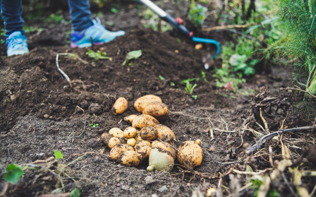 Concern as potato growing moves underground in Poland