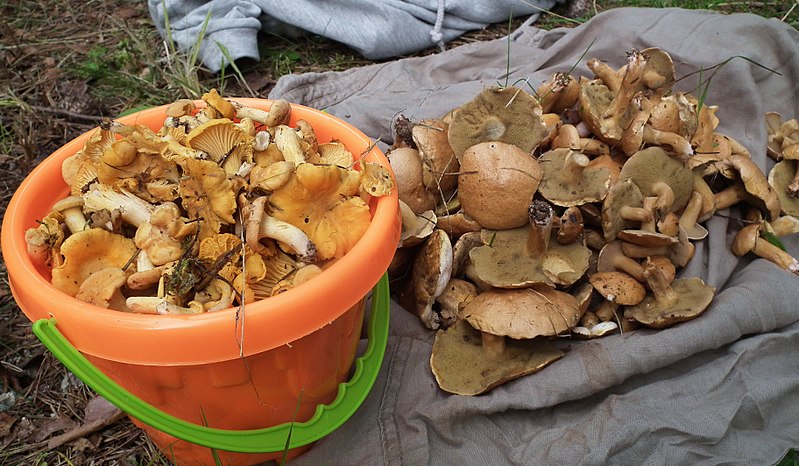 Polish forest authorities concerned about Romanian mushroom pickers