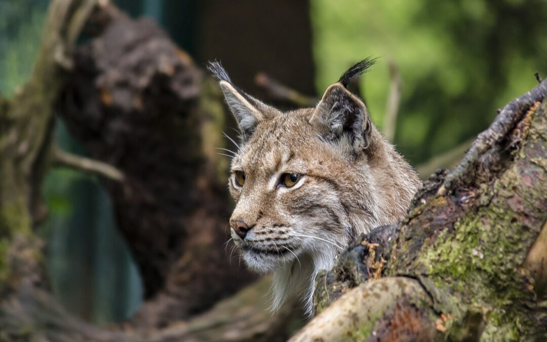 Lynx population booms in Poland thanks to reintroduction programme