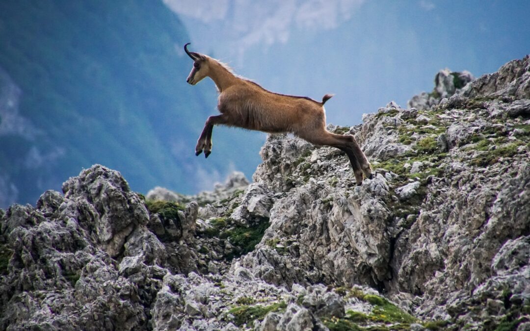 Poland and Slovakia complete biannual count of goat-antelopes in border mountains