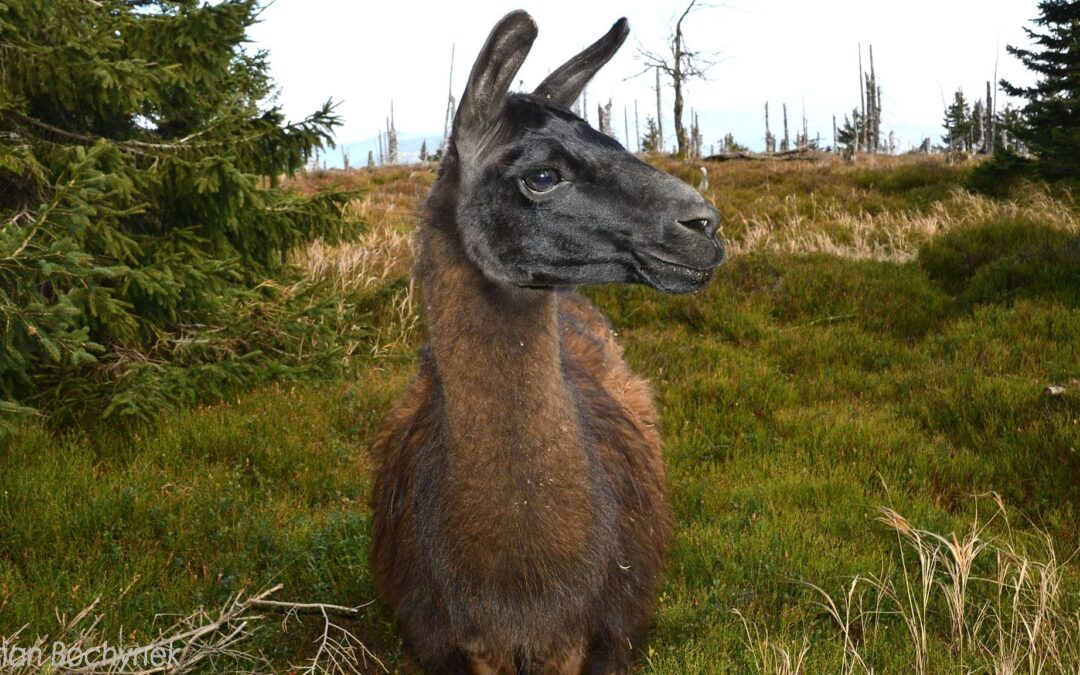 Llama starts new life in Polish mountains after fleeing theme park