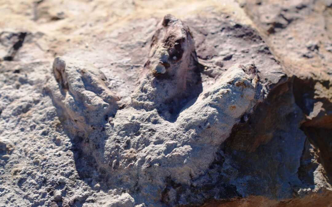 Hundreds of dinosaur footprints found at clay mine in Poland