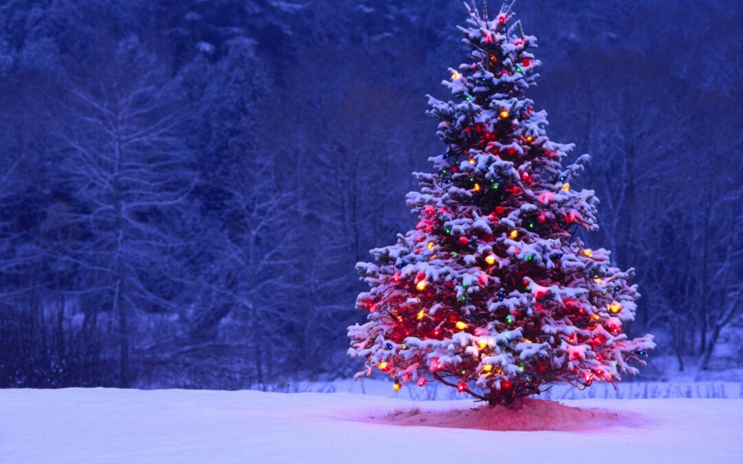 Blood donors in Poland to receive free Christmas tree from state forests