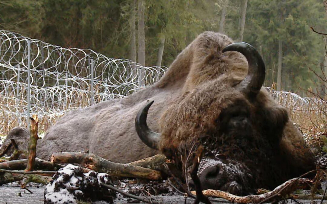 Polish government denies death of bison linked to razor-wire fence on Belarus border