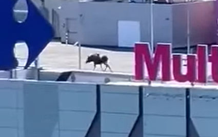 Moose spotted on roof of Polish shopping centre