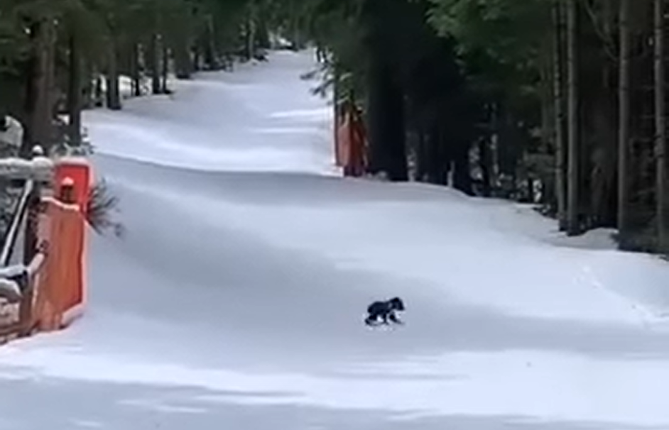Polish national park closes trails to protect bear cub sighted on ski slope