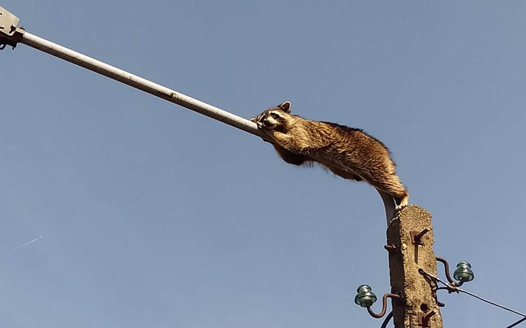 Racoon resists rescue attempts after falling asleep on a streetlamp in Poland
