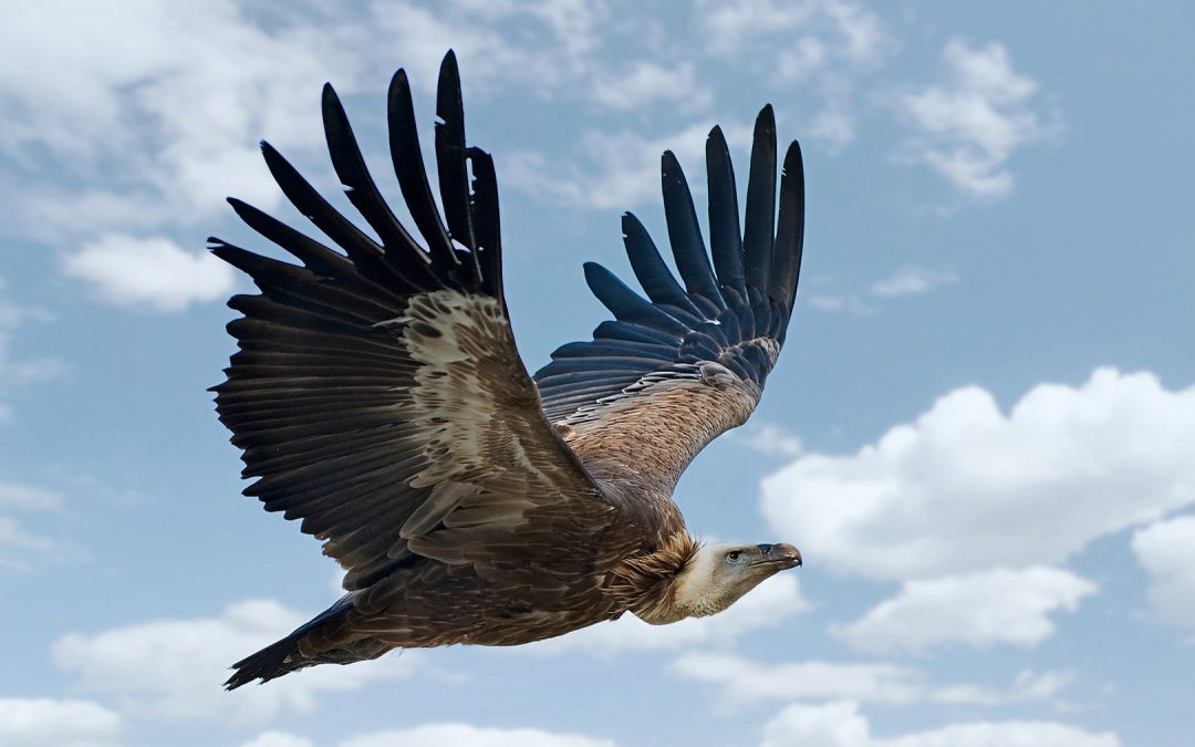 “Ornithological sensation” as griffon vulture spotted in Poland for first time in over a decade