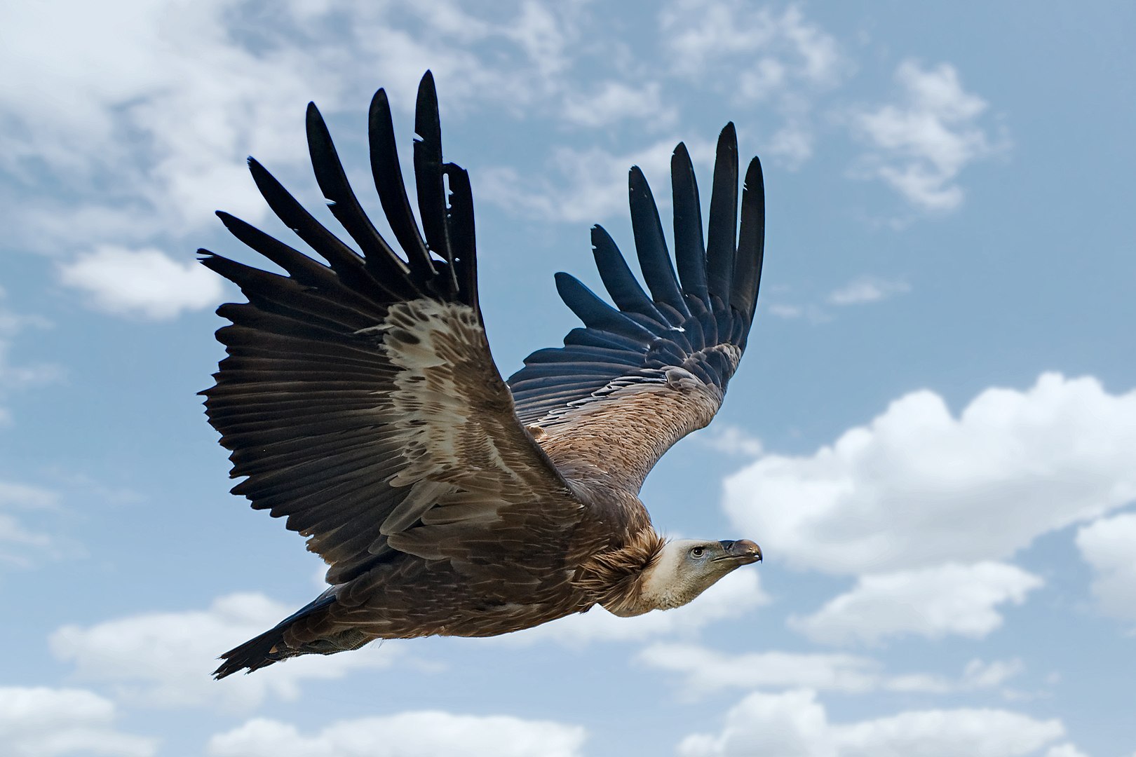 Ornithological sensation” as griffon vulture spotted in Poland for first  time in over a decade | Notes From Poland