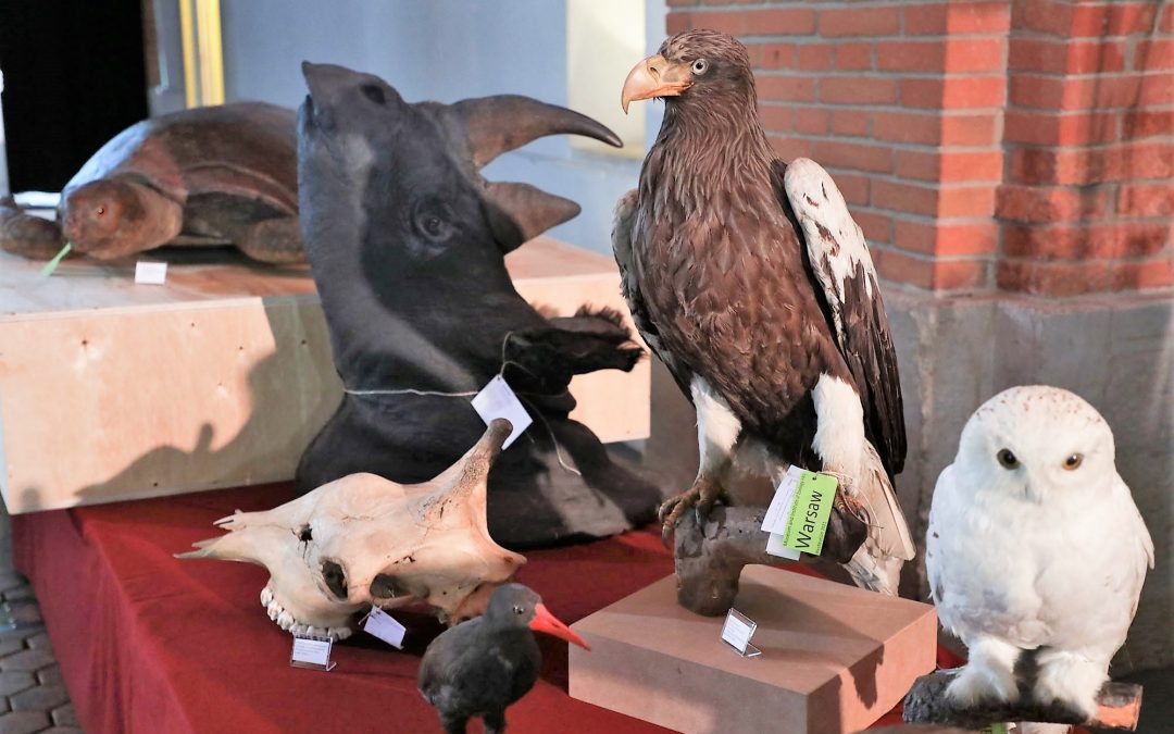 Austrian museum returns animal specimens stolen from Warsaw in WWII