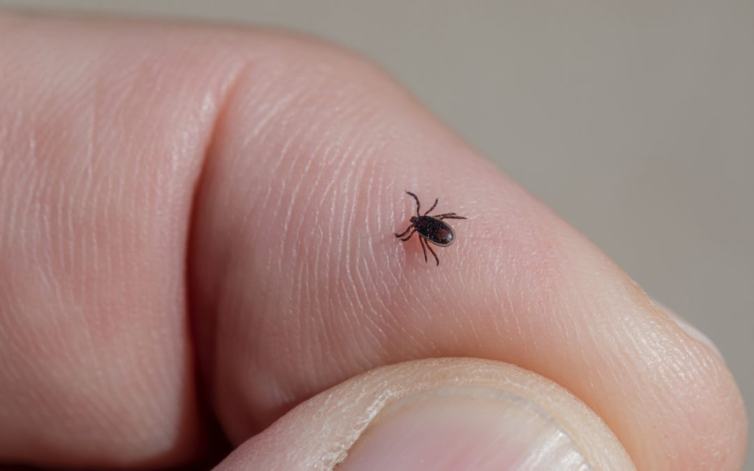 Warsaw University appeals to public to send it ticks for study on Lyme disease