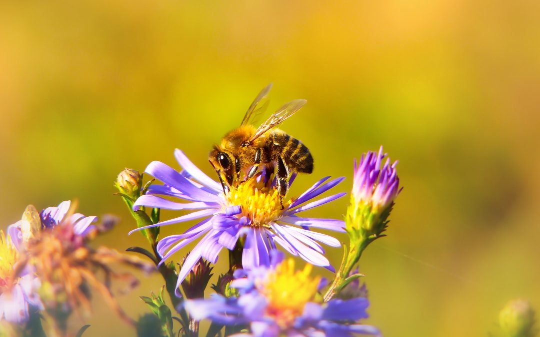 Number of bee colonies has risen 50% in a decade in Poland