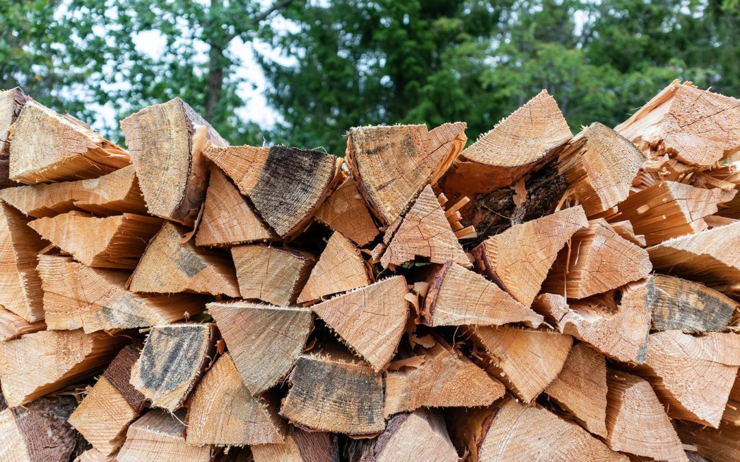 Poland encourages people to collect firewood in forests amid soaring energy costs