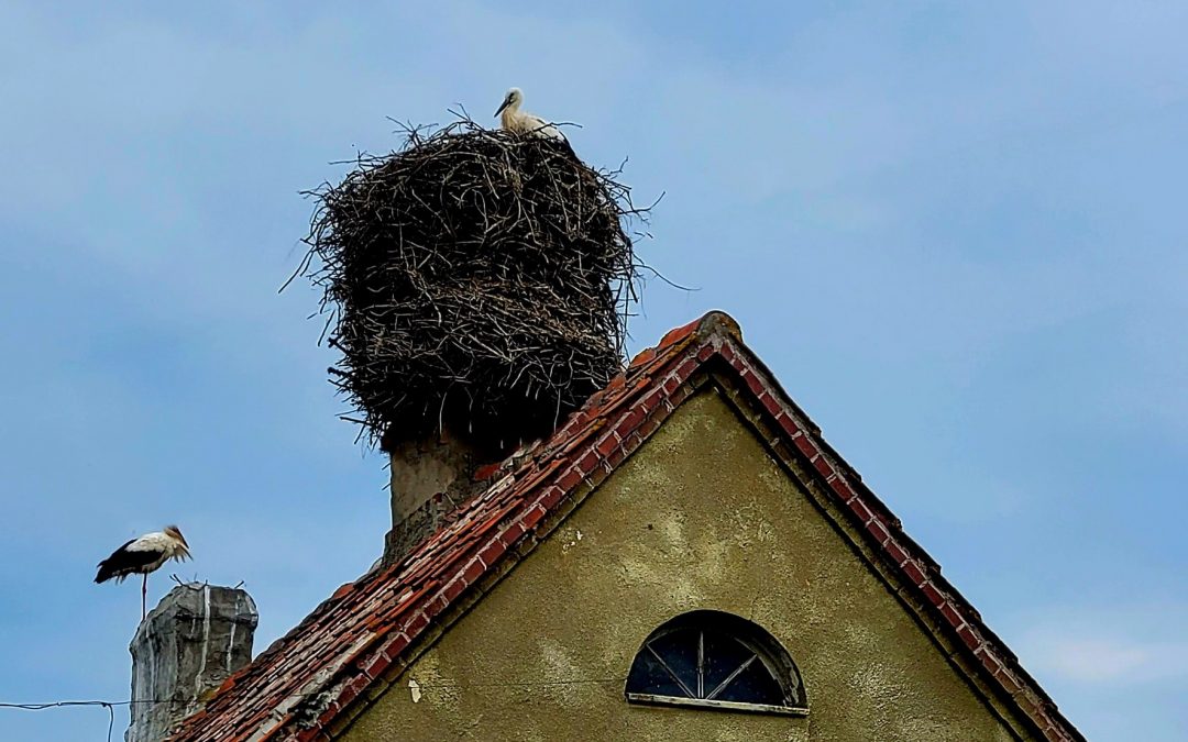 1.5 tonne stork nest found in Poland a contender to win contest for Europe’s biggest