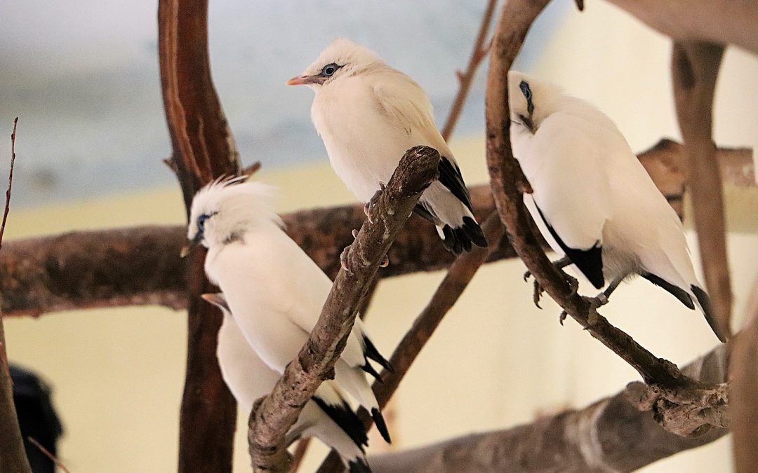 Rare white Bali starlings born in Polish zoo