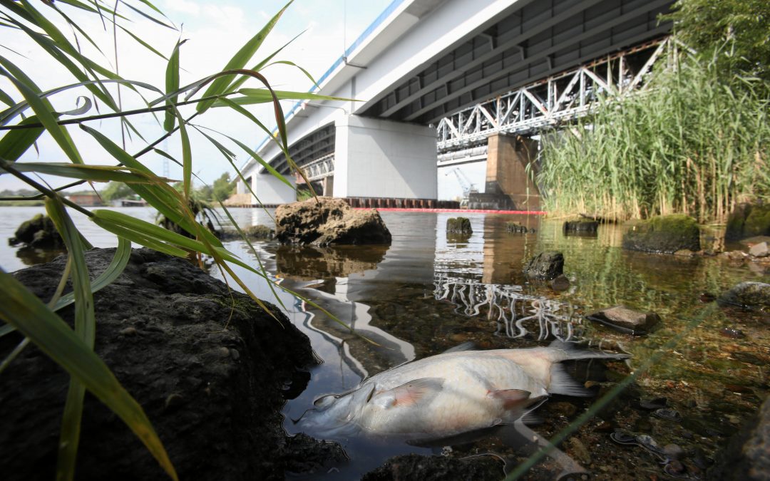 Polish regional authorities call for declaration of “state of natural disaster” over Oder river poisoning