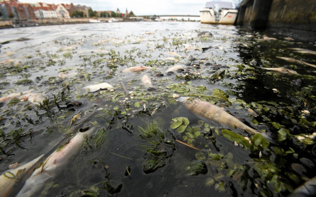 Germany could have poisoned Oder river, says Polish official