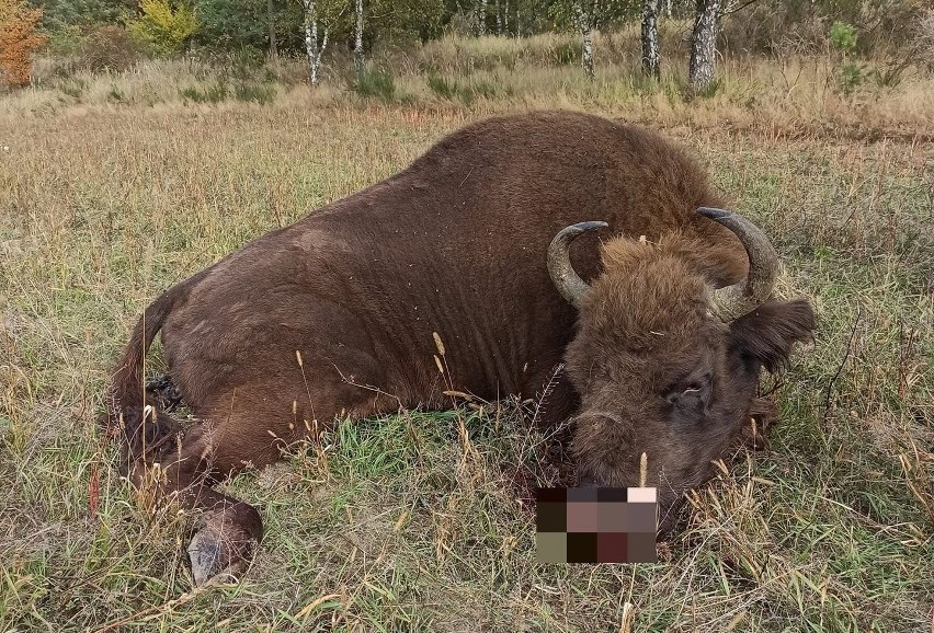 Hunter in Poland kills bison after “mistaking it for boar” | Notes From  Poland