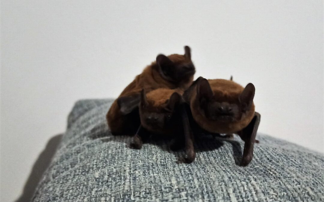 Man returns to find 18 bats hibernating in his apartment