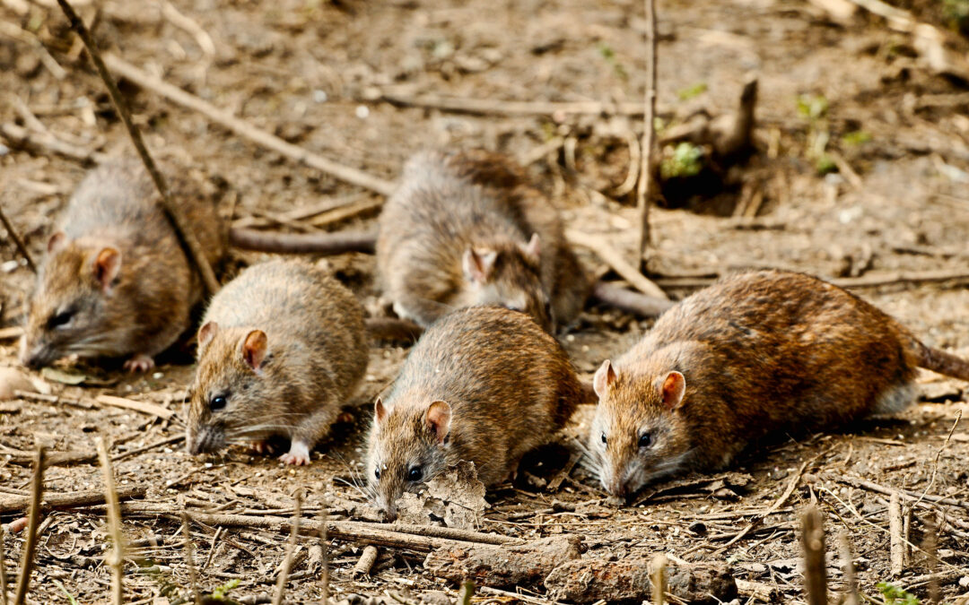 Plague of rats terrorises village residents across Polish district