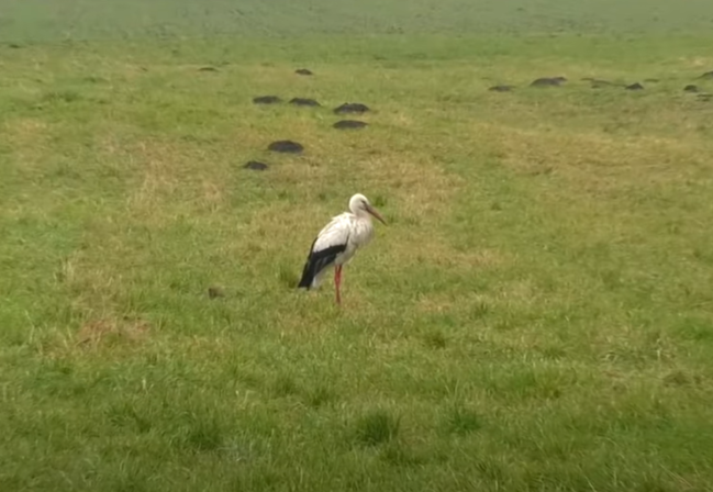 Polish villagers care for stork that didn’t fly south for winter