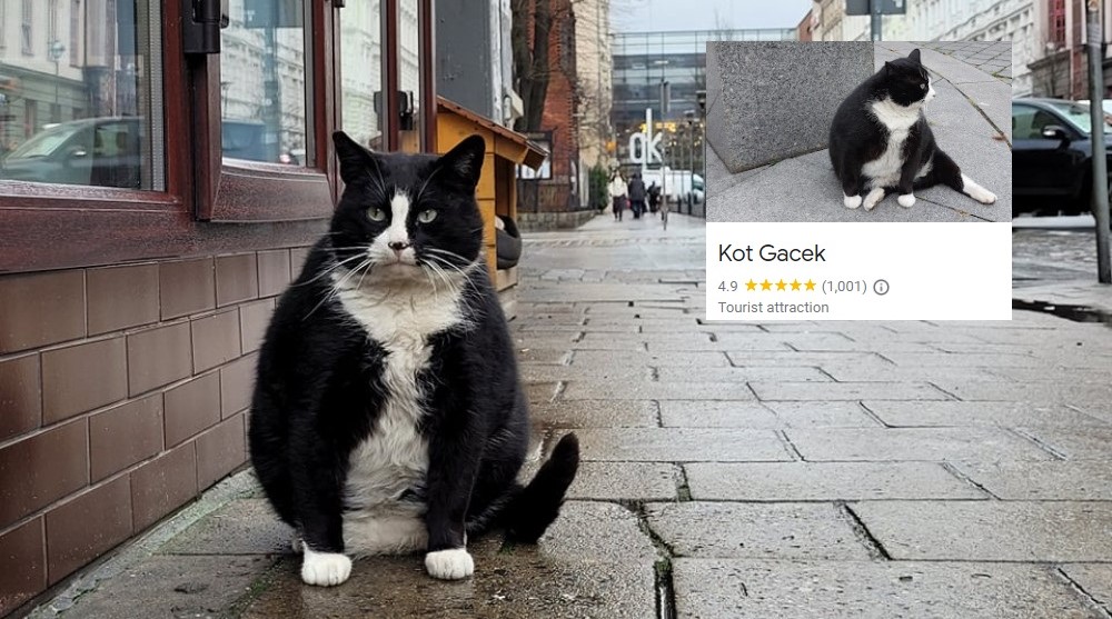 Kot staje się najpopularniejszą atrakcją turystyczną polskiego miasta