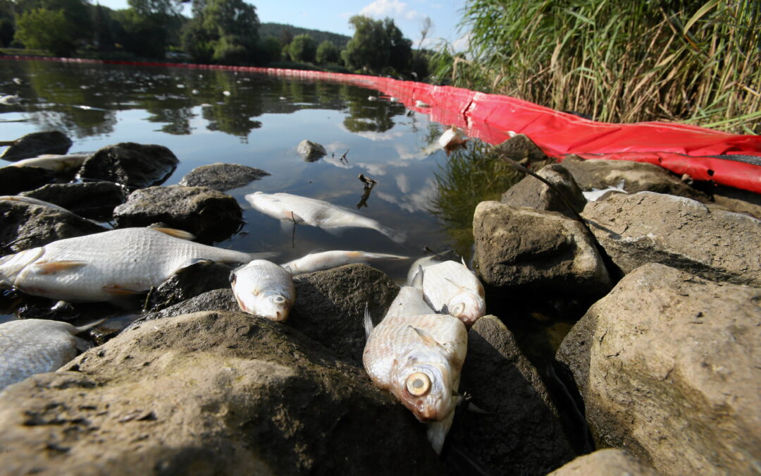 Industrial pollution “key factor” in poisoning of Oder river, finds EU report